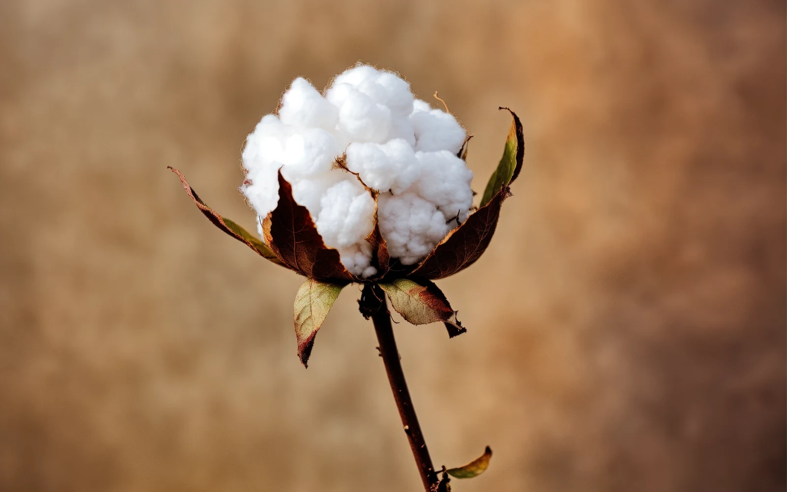 Soft cotton fabric texture